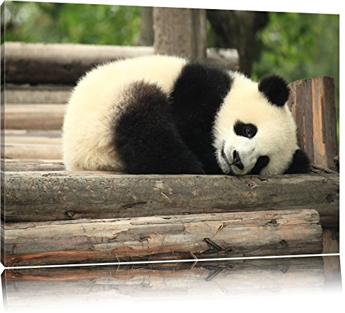 Pixxprint süßer kleiner Pandabär, Größe: 100x70cm, Leinwandbild, fertig gespannt, Wandbild, Dekoration, Kunstdruck, kein Poster
