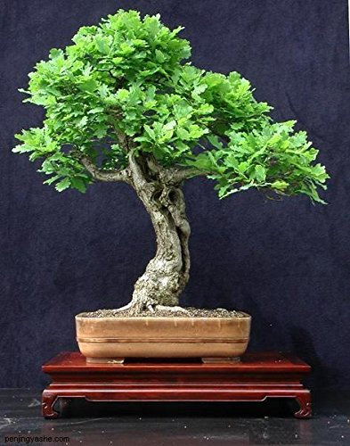 Casavidas Heiße verkaufen5pcs Mini Topfpflanzen Eiche Bonsai Quercus Alba Eicheln für DIY Hausgarten