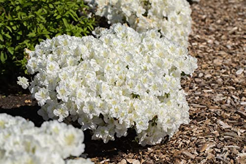 Rhododendron obtusum 'Maischnee' 15–20 cm – Winterhart, Immergrün, Pflegeleicht – Azalee – Blütenstrauch für Kübel & Gartenbeet