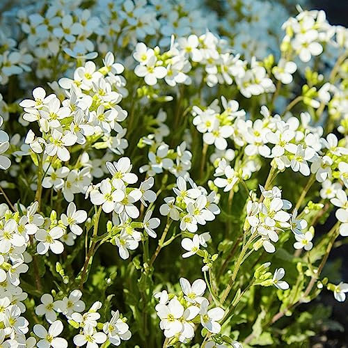 50 pcs gänsekresse samen Rock Cress Seeds, hochbeete für garten bienenwiese saatgut,Seltene Pflanzen serie,Bodendecker bienenfreundliche blumensamen balkonblumen balkonpflanzen winterhart