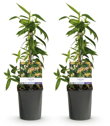 GreenboutiQ - Geißblatt - Lonicera henryi - Blüte Rosa - Wenig Pflege - 2 Pflanzen - Topf 11cm Höhe 40cm