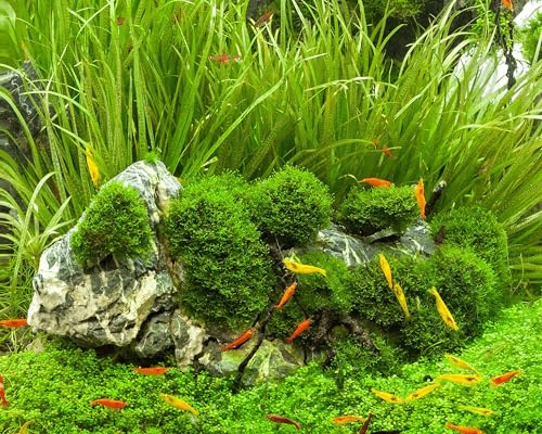 Teichlebermoos/Riccia fluitans - NatureHolic In-Vitro Schwimmpflanze Moos ähnlich