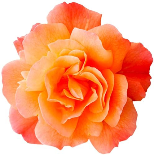 Selbstklebender Aufkleber Autoaufkleber Sticker wetterfest Blumen Mülltonne Blumenwiese Dekoration Fensterbild Fliesenaufkleber 20 x 20 cm - Orange Rose -