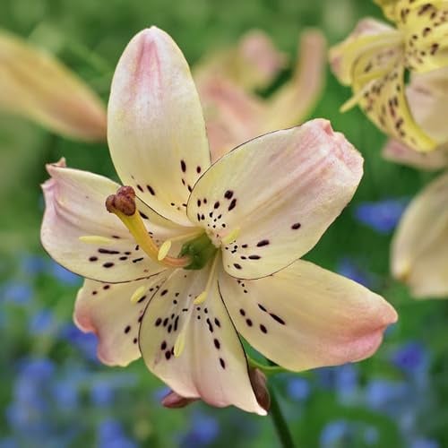 Bulbi di LILIUM (GIGLI) | Bulbi provenienti dai migliori produttori Olandesi | Esclusiva selezione e controllo qualità | Fioritura garantita. (1 Lilium Lancifolium Tigrinum PINK)