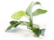 Lincolnshire Pond Plants Ltd - Anubias barteri VAR. Nana - Tropical Aquarium Plants - Oxygenating