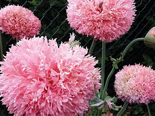 deutsche Samen vom Gefüllten Rosa Mohn, einjährigen rosa Pflanze, besonders bei Hummeln und Bienen beliebte Blume, erinnert mit den dichten Blüten an eine Pfingstrose (150 Samen)