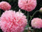 deutsche Samen vom Gefüllten Rosa Mohn, einjährigen rosa Pflanze, besonders bei Hummeln und Bienen beliebte Blume, erinnert mit den dichten Blüten an eine Pfingstrose (150 Samen)