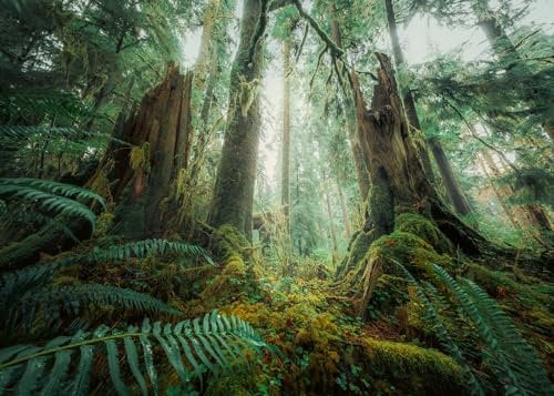 Ravensburger Puzzle Nature Edition 12000292 - Faszinierender Wald - 1000 Teile Puzzle für Erwachsene und Kinder ab 14 Jahren