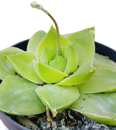 Haworthia Cymbiformis cv Rose pianta grassa rosa del deserto succulenta