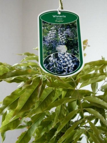 veredelter Blauregen Wisteria sinensis Profilic im 3 Liter Pflanzcontainer