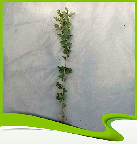 Crataegus monogyna (Eingriffeliger Weißdorn) - Pflanze