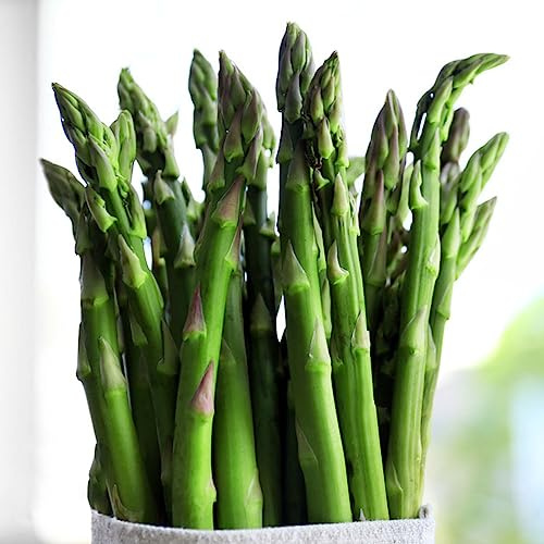 50 Pezzi Semi Di Asparagi Selvatici - Semi Di Asparagi - Semi E Piante Di Ortaggi (Asparagi Officinali) Regali Sostenibili Semi Di Verdure, Semi Di Erbe Da Giardino Acquistare Piante