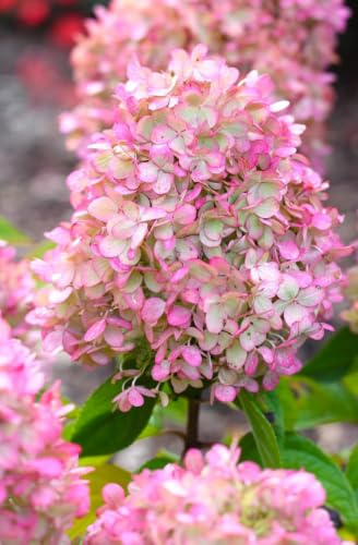 Rispen Hortensia Paniculata Sundae Fraise 60-80 cm Rose