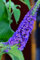 Schmetterlingsstrauch Buddleja Empire Blue 40-60 cm im 3 Liter Pflanzcontaier