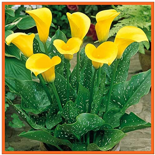 Bulbi di calla Calla Lily Bulbi Piacevole Piantare Fascino Graziosa Decorazione Perenne Balcone