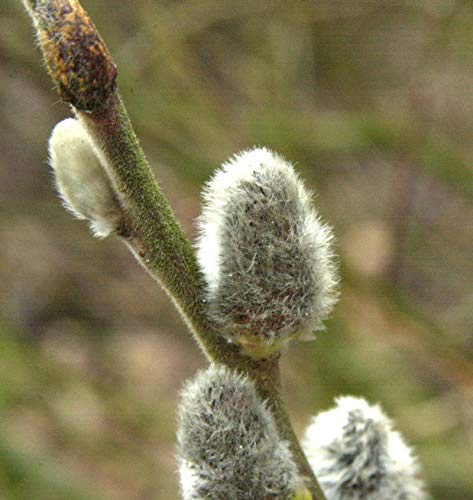 Salweide Mas 125-150cm - Salix caprea - lebende Gartenpflanze aus den Baumschulen
