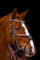 Deister Mexikanisch Super Glitzer/Strass Leder Braun Reithalfter Pony VB WB X Full Springen Zaum Dunkelbraun Tysons (Pony)