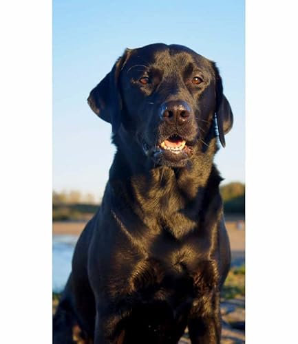 TWYYDP 1000 Piece Jigsaw Puzzles for Adults,Black Labrador Dog Animal Wooden Puzzle,Puzzle Gift
