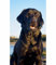 TWYYDP 1000 Piece Jigsaw Puzzles for Adults,Black Labrador Dog Animal Wooden Puzzle,Puzzle Gift