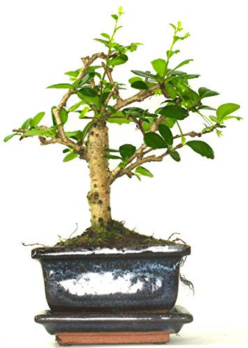 Carmona (Fukien Tea) Flowering Bonsai Tree Broom Style - Supplied with Ceramic drip Tray No Care Set