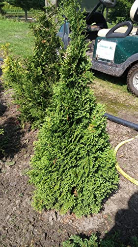 Thuja occidentalis Holmstrup - Kegel-Lebensbaum Holmstrup