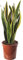 Snake Plant Sansevieria Tall Indoor Plants Exotic Large Trees for Your Home