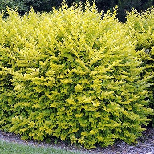 GardenersDream Gold Privet Hedging Plants - Ligustrum Aureum Evergreen Outdoor Plant - All Year Round Low Maintenance Garden Plant (9cm Pot, 10 Plants)
