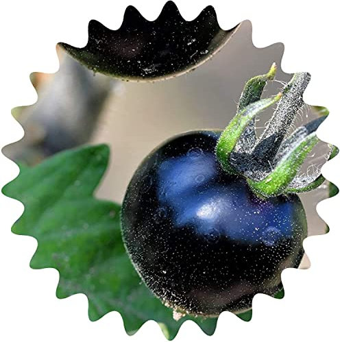 Tomatensamen *rarität* Schwarze Tomate / ca. 50 Samen / Gemüsesamen
