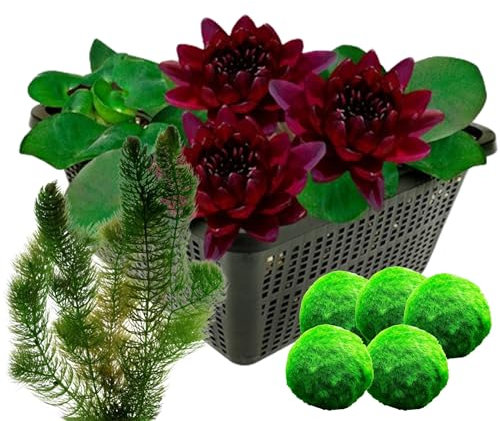 vdvelde.com - Dunkelrote Seerose + Sauerstoffpflanzen gegen Algen - - Kombi-Set- 8 Pflanzen- Platzierung: -1 bis -100 cm