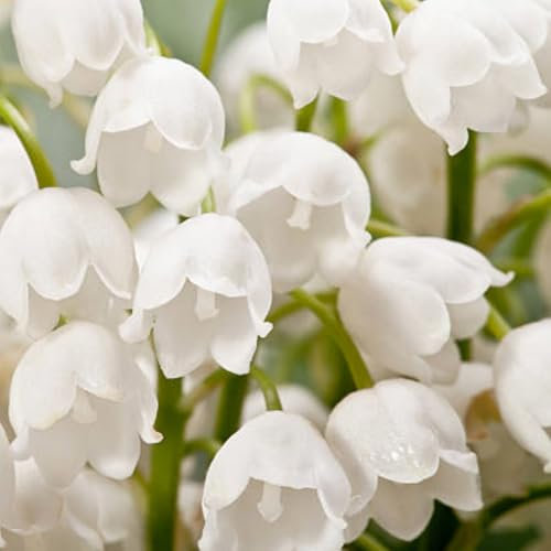 Lily of The Valley Bulbs,Lily of The Valley Bulbs for Planting,Perennial Delights for Spectacular Garden Displays-3 Bulbs-C