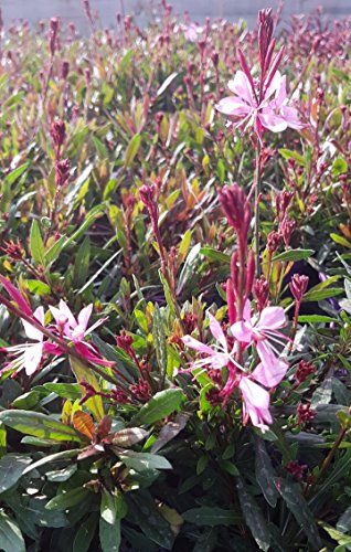 Prachtkerze rosa im 12cm Topf (4 Stück)