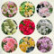 800 Pcs Bougainvillea Pflanzen Kaufen Samen - Topfpflanzen Draußen Winterhart, Frühlingsblumen Drillingsblume Bougainvillea Pflanze Winterhart Samen, Saatgut Blumenbeet, Exotische