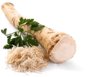 Meerrettich | Kren | Horseradish - Frische Stangenware - gewaschen [pro Kilo]