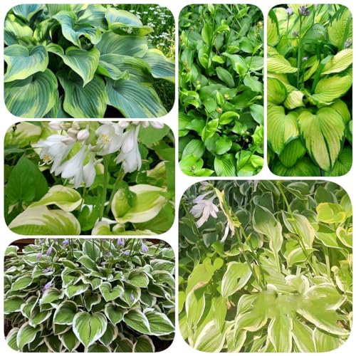 150 Pcs Funkien Pflanze Samen, Hosta Pflanze, Deko Blumen, Wiesenblumen Samen, Hosta Plantaginea, Pflanzen Für Draußen Winterhart Grünpflanzen Zimmerpflanzen Samen Bodendecker Winterhart