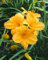 Hemerocallis x cult. 'Golden Prize' ca. 11x11 cm Topf - Taglilie, goldgelbe Blüten, Blütezeit Juni-August, ideal für Rabatten, pflegeleicht und winterhart