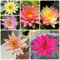 100 pcs Seerosen Samen Lotus - pflanzen samen bio samen Seerosen Für Teich - Nymphaea - blumenwiese samen mehrjährig winterhart aquarium pflanzen echt, terrarium pflanzen exotische