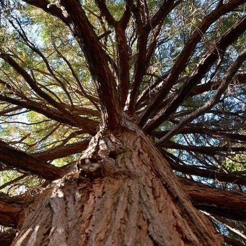 Kalifornien Weihrauch-Zedern-Baum-Samen (Weihrauchzeder) 15 + Seeds