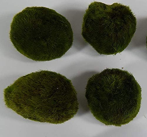 SAHAWA Mooskugeln im Set 3 Stück +1 ca.3-5 cm, Cladophora aegagropila, Cladophora-Ball, Marimo, Algenball, Wasserpflanzen