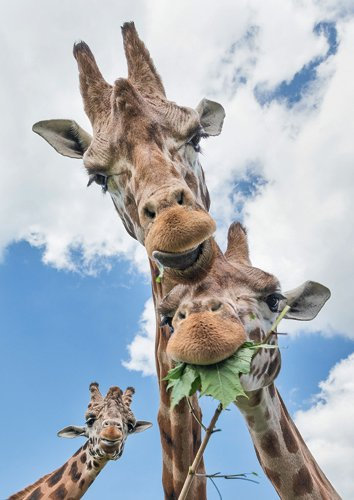 10er Set Postkarte GEO - Motiv: GIRAFFEN, Anlass: Fotografie International, Künstler/Verlag: BK.EDITION GEO © TOON, Ann & Steve/naturepl.com, Größe: A6