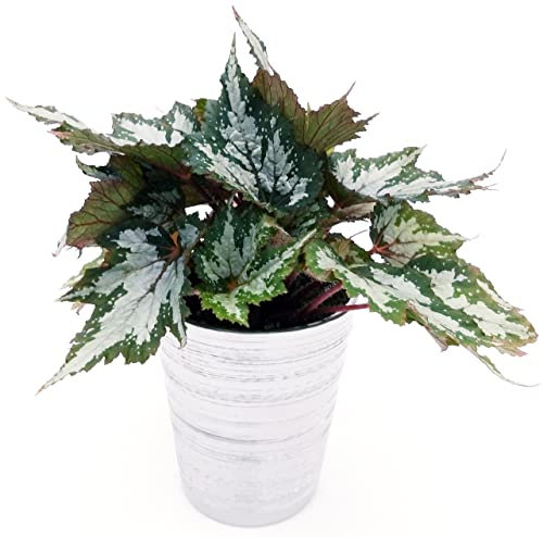 POWERS TO FLOWERS - BEGONIA REX ARGENTEA IN VASO CERAMICA ARGENTO, Vaso 13cm, pianta vera