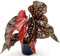 POWERS TO FLOWERS - BEGONIA MACULATA BLACK FOREST, vaso 12cm diametro, pianta vera