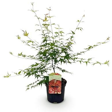 Terrassenpflanze - Japanischer Ahorn - Acer palmatum Pink Dwarf - Pink - 1 Pflanze - Laubabwerfend - 60-70cm - Ø25cm - Gartenpflanze
