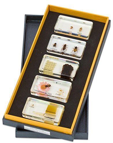Betzold - Lebenszyklus Honigbiene, inkl. 5 Kunstglasblöcken in Aufbewahrungsbox