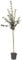 Konstantinopler Apfelquitte Halbstamm selbstfruchtbar 150-170 cm im 9,5 Liter Topf Unterlage Quitte A