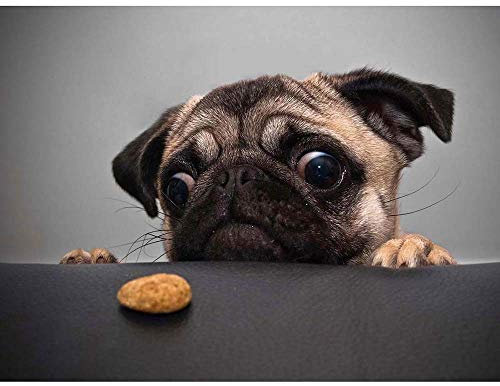 Wee Blue Coo Animal Photography Portrait Pug Dog Treat Food Eyes Cute Art Print Poster Wall Decor Kunstdruck Poster Wand-Dekor-12X16 Zoll