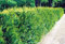 Thuja Brabant Cont. 60 - 80 cm