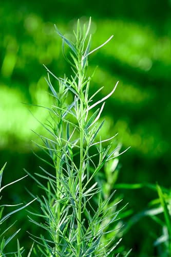 Just Seed - Herb - Russian Tarragon - Artemisia dranunculus - 3000 Seeds
