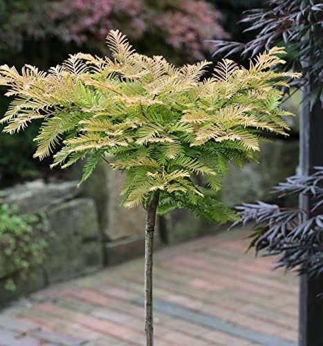 Hochstamm Kugel Urweltmammutbaum Matthaie 40-60cm - Metasequoia glyptostroboides