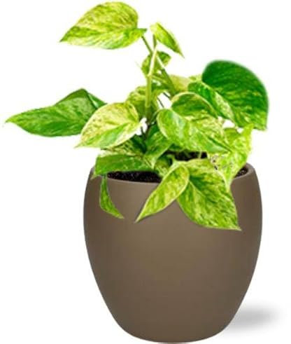 Epipremnum Happy Leaf - Efeutute - Zimmerpflanze - Ø12cm - 15cm + Schale Topf Braun Ø13/14.5x13cm
