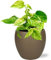 Epipremnum Happy Leaf - Efeutute - Zimmerpflanze - Ø12cm - 15cm + Schale Topf Braun Ø13/14.5x13cm